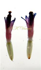  Disc Florets
